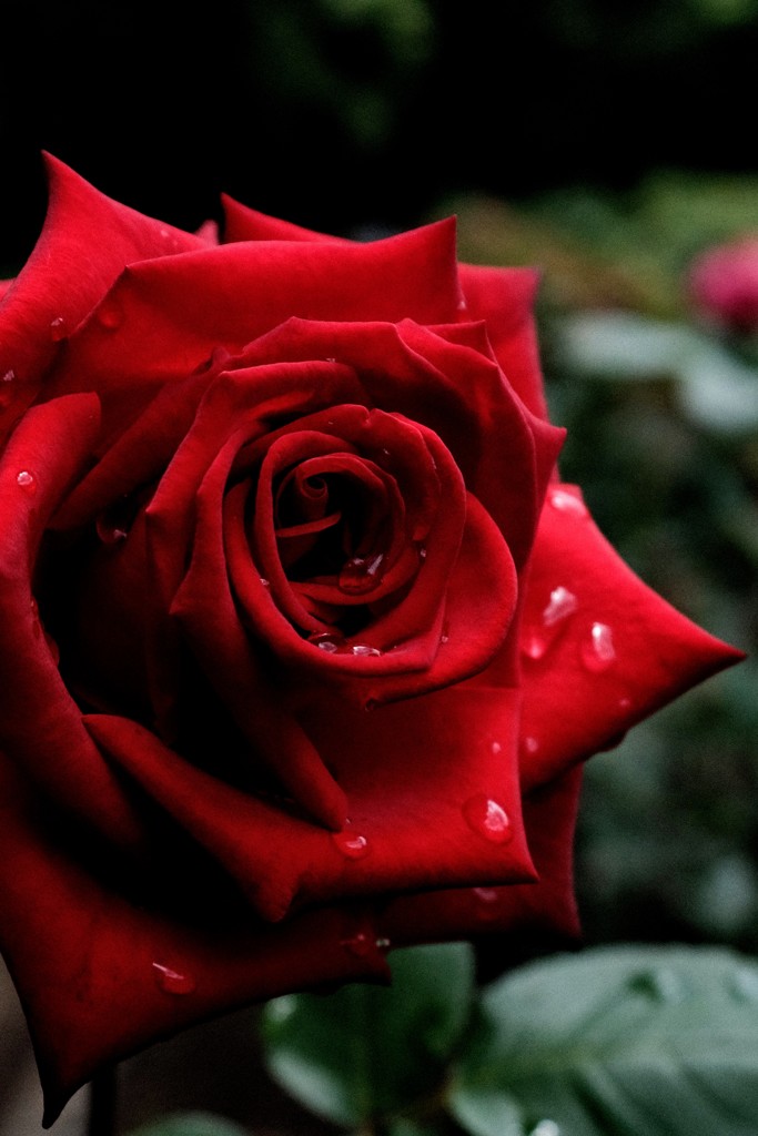 王道 の 赤薔薇
