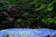 紫陽花  池