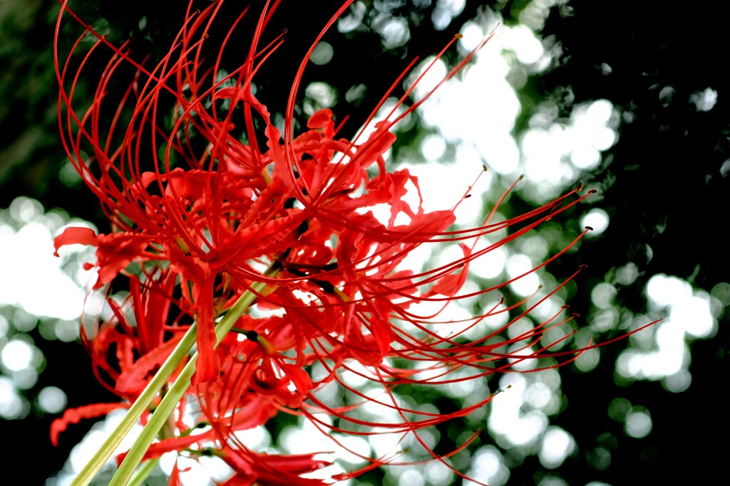曼珠沙華
