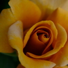 春薔薇3