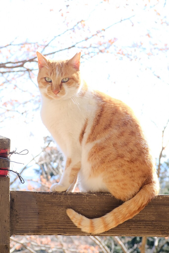 神社 猫