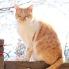 神社 猫