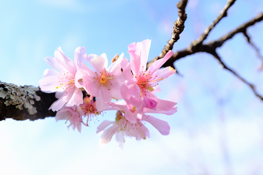 冬桜2