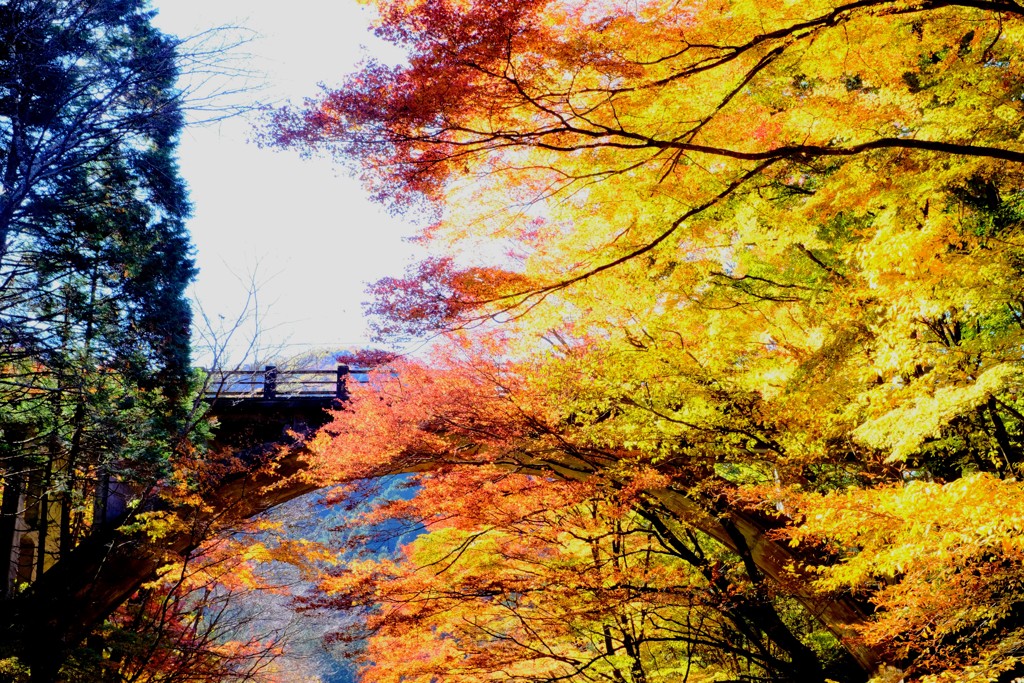 紅葉  と   橋