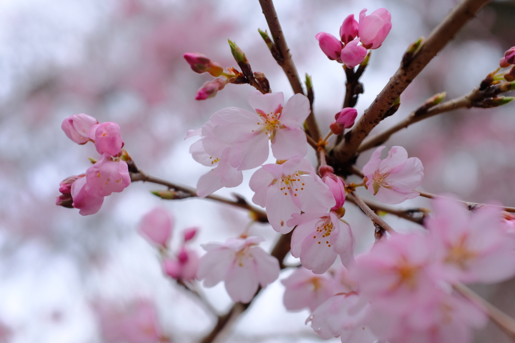 枝垂れ桜