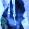 梨木の氷柱