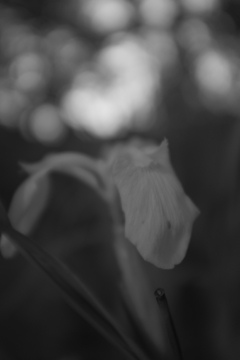菖蒲