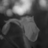 菖蒲