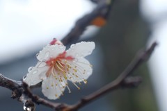 雨にも 負けず