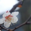 雨にも 負けず