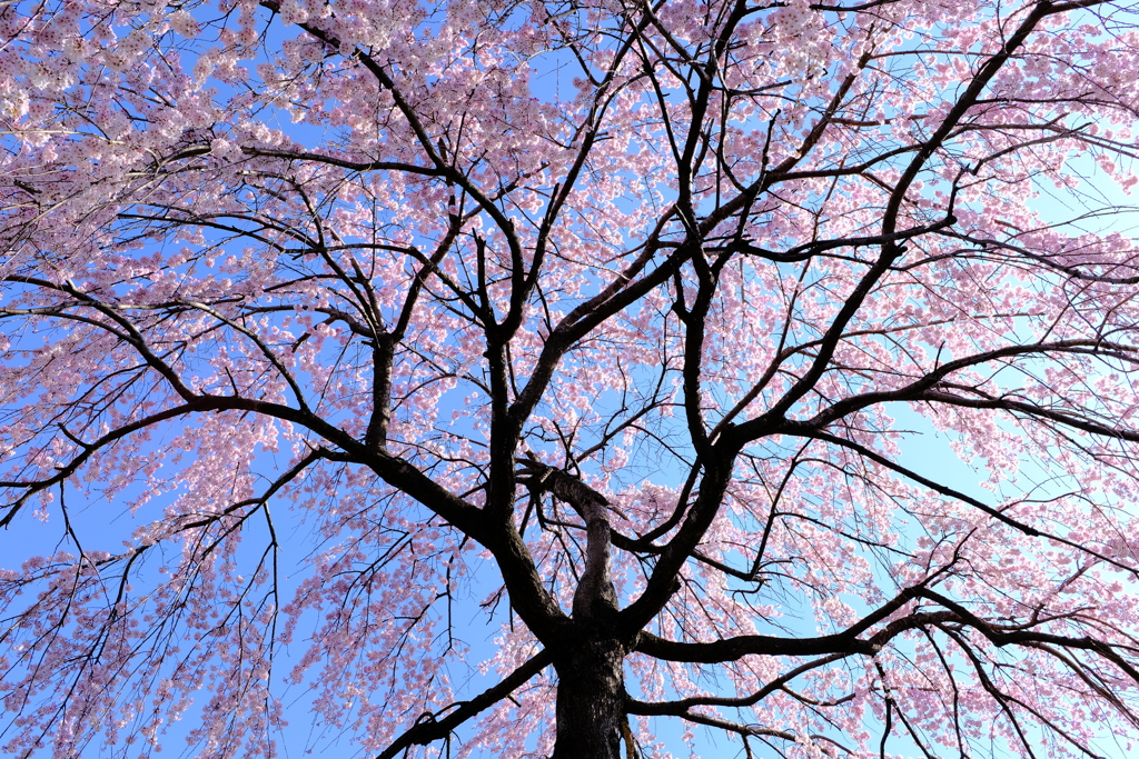 枝垂れ桜