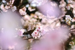 十月桜2