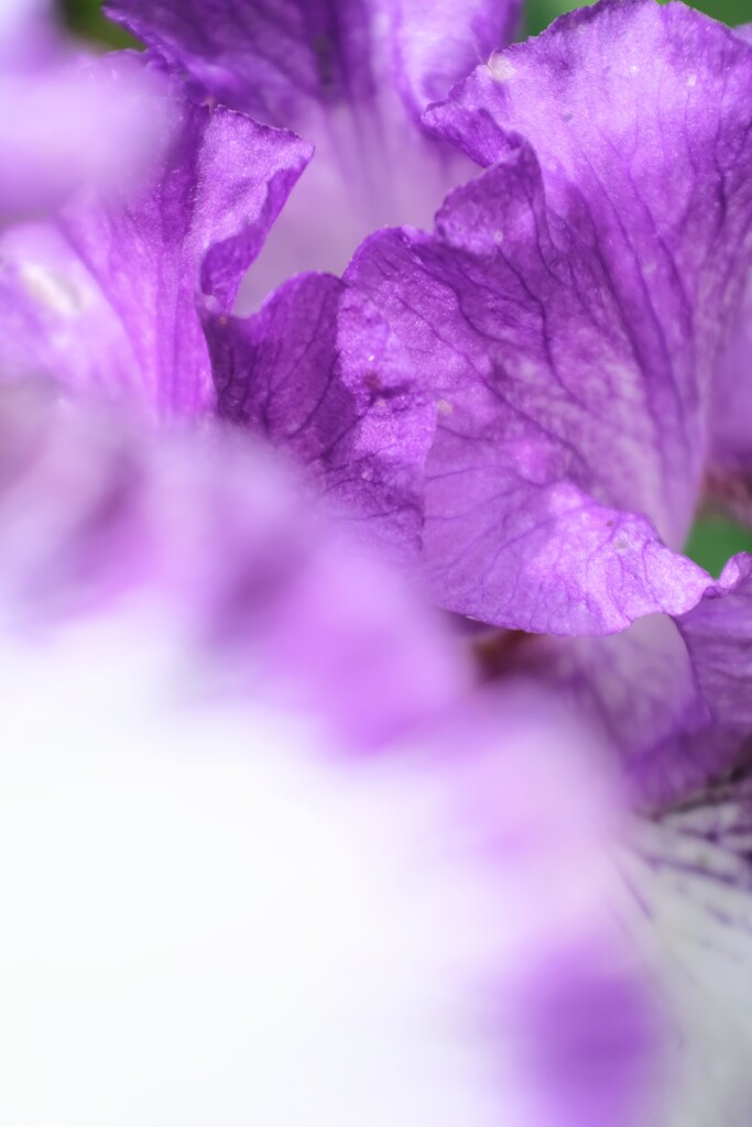 菖蒲