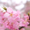 河津桜