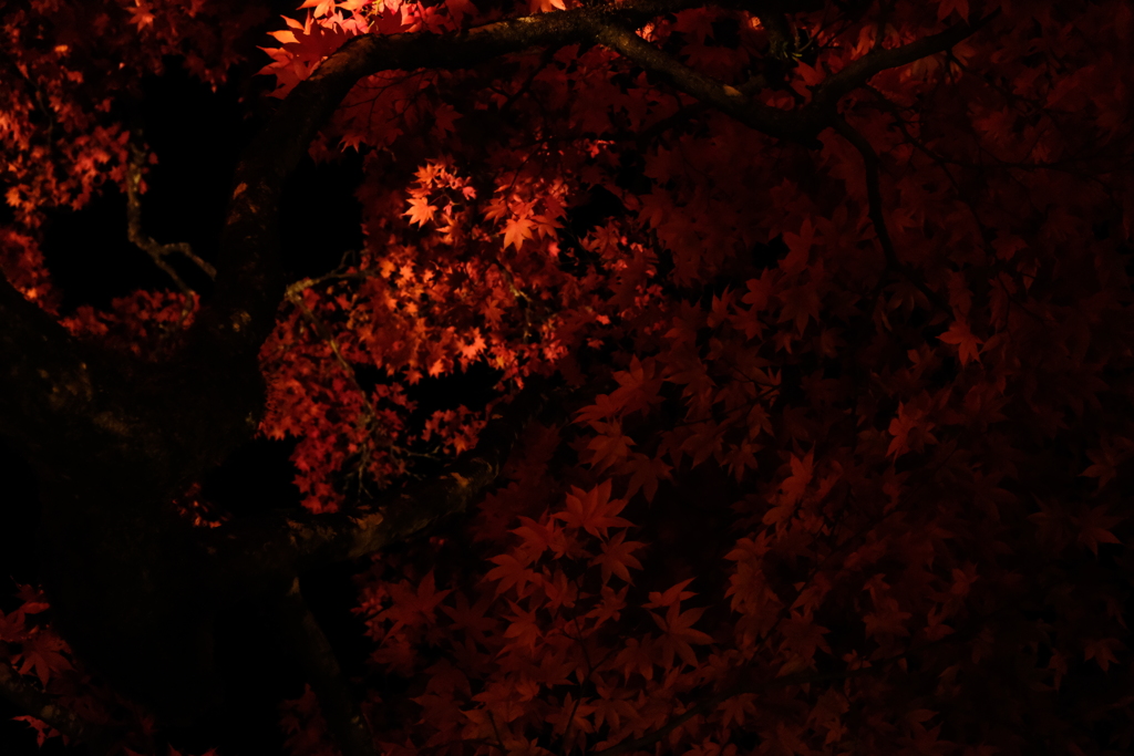 燃   紅葉