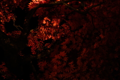 燃   紅葉