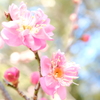 紅梅 2