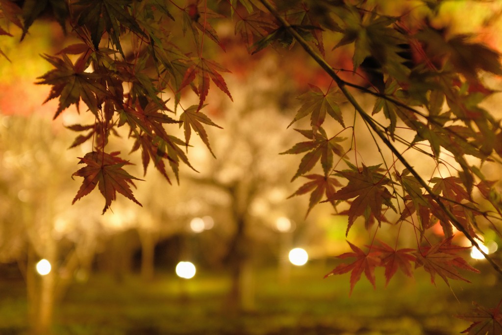 冬桜ともみじ