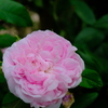春薔薇 2