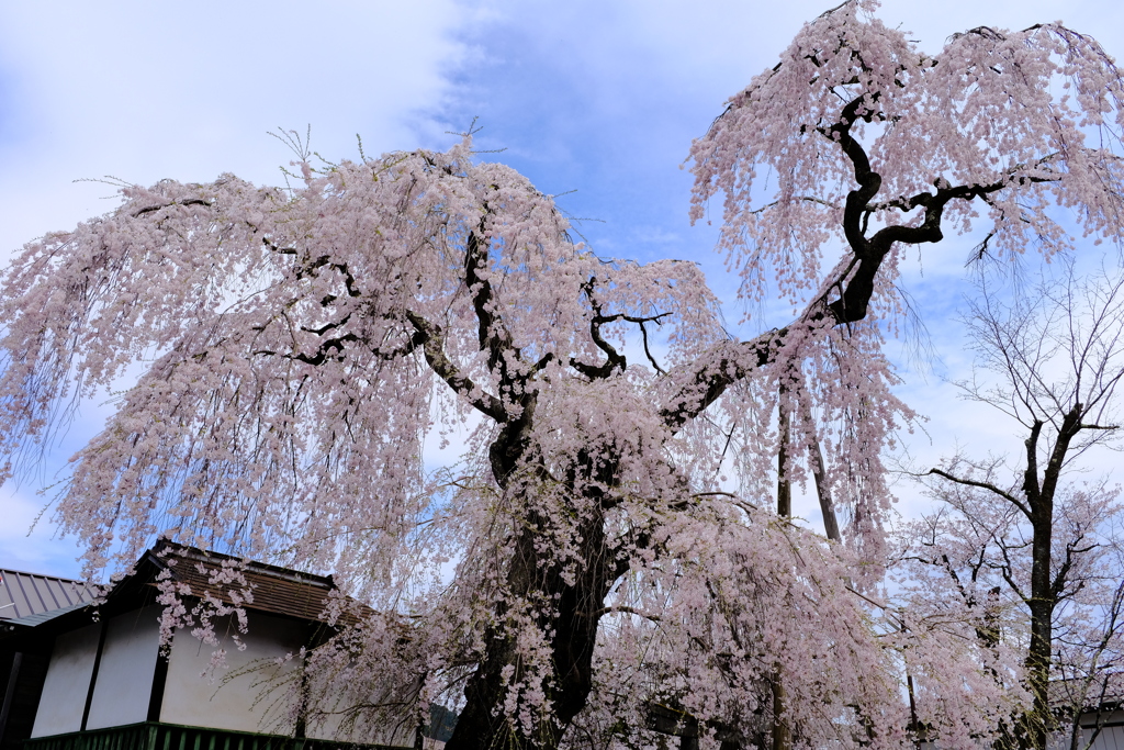 日光 桜