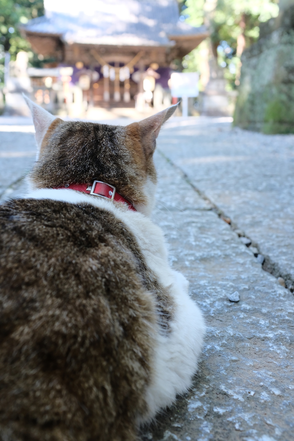 神社 猫