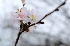 雨の 十月桜