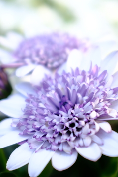 春  花