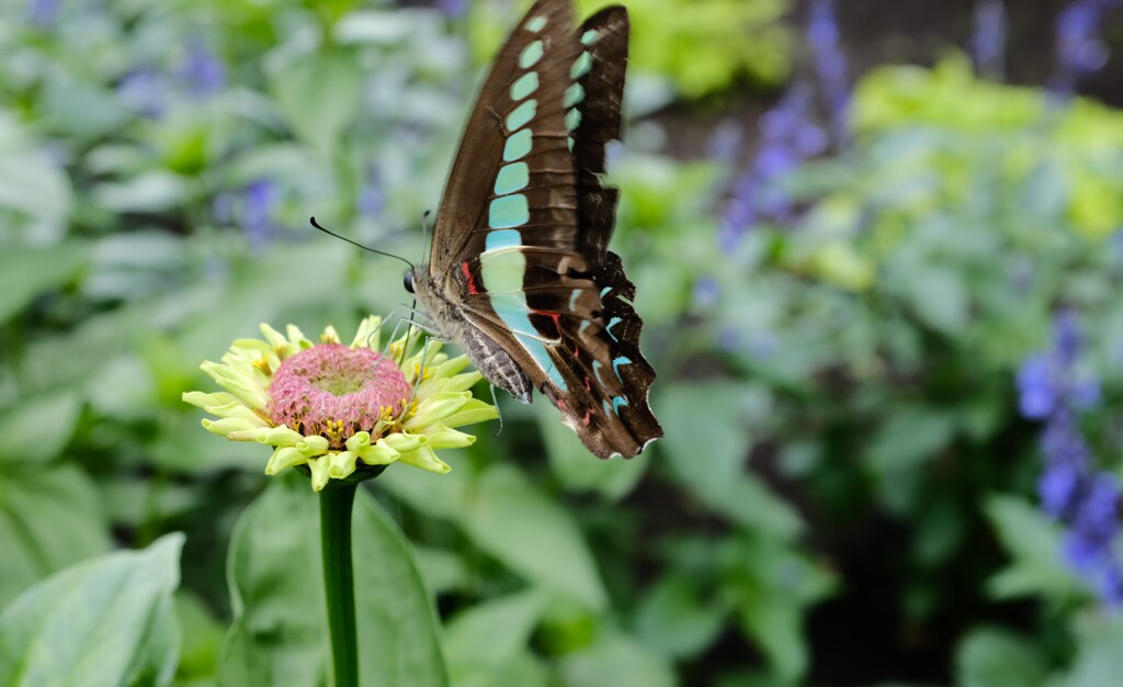 アオスジアゲハ