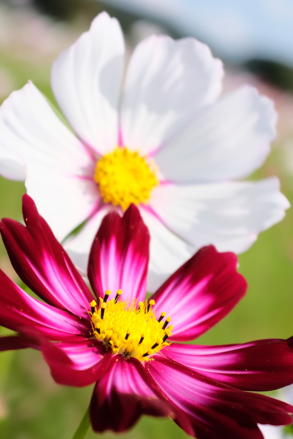 秋桜〜紅白〜