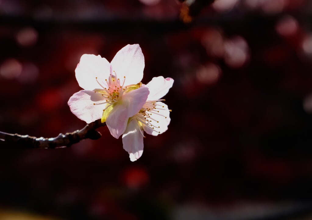 冬桜
