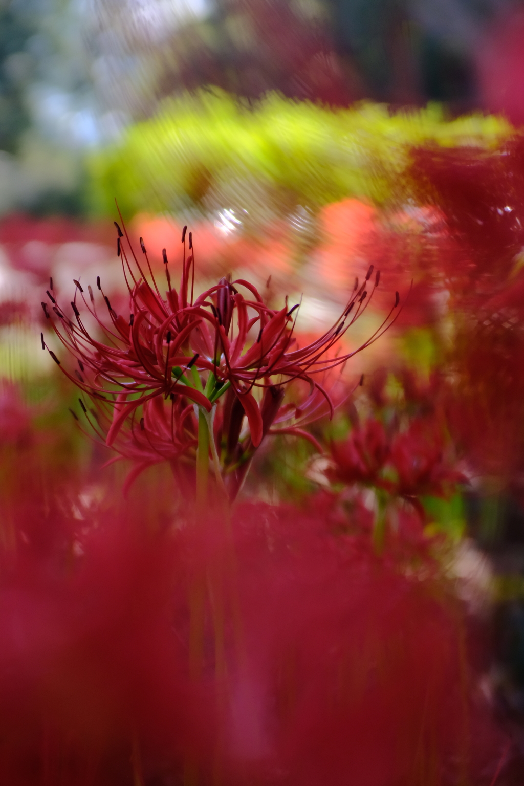 曼珠沙華3