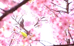 昨年の 河津桜