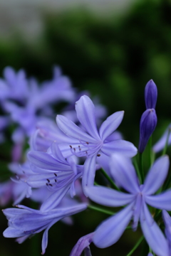 blue flower