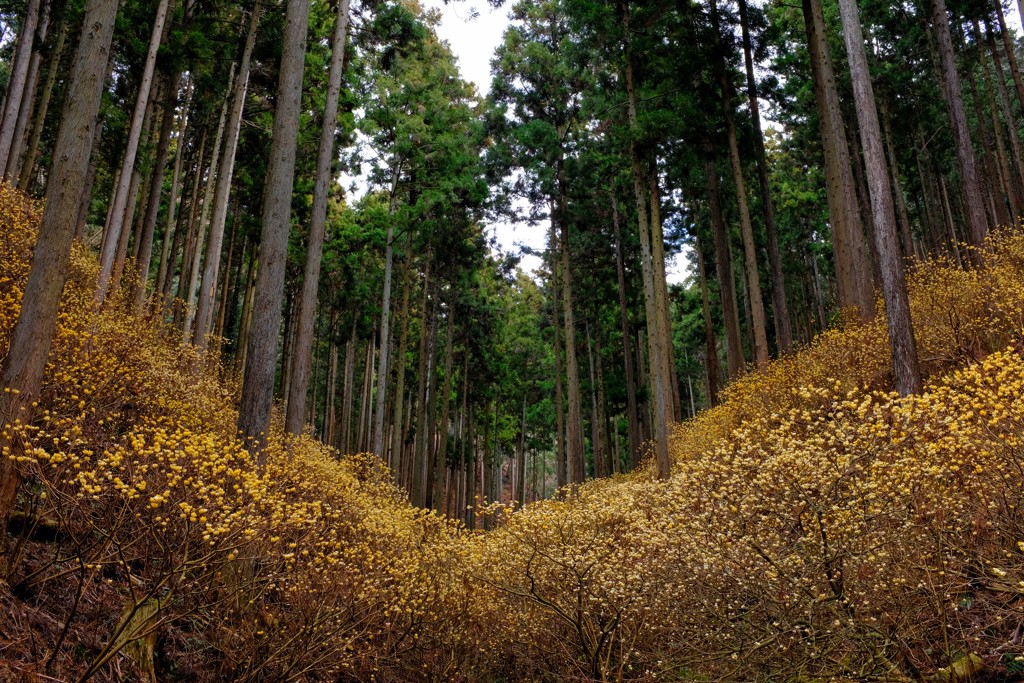 焼森山  ミツマタ群生