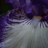 菖蒲
