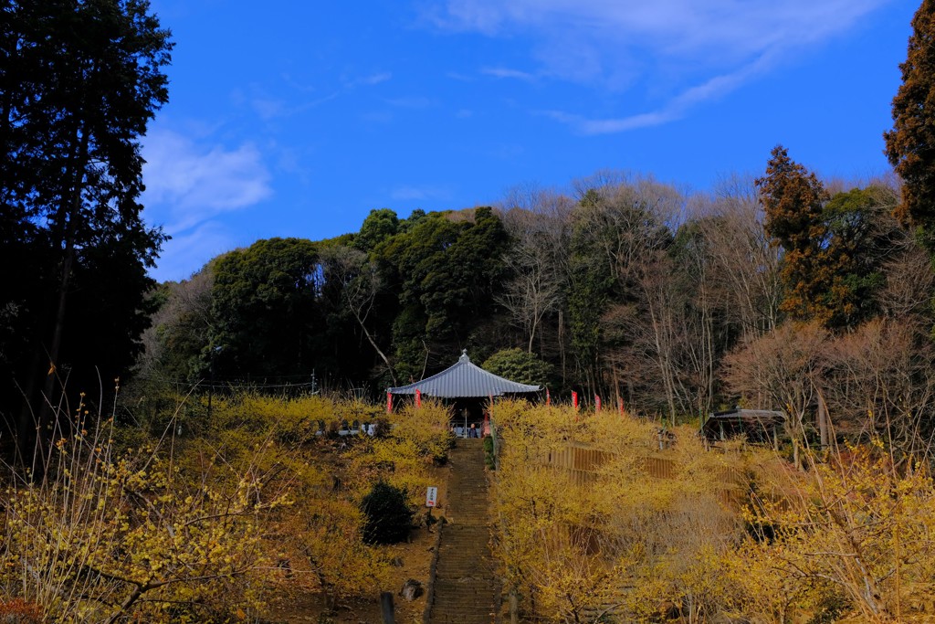 清水寺の  蝋梅