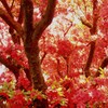 つつじが丘公園3