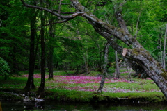 花園