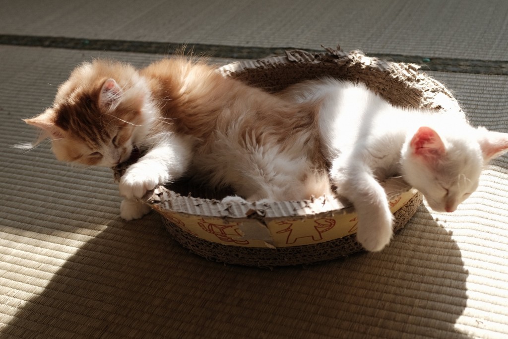 眠り猫  寝落ち編