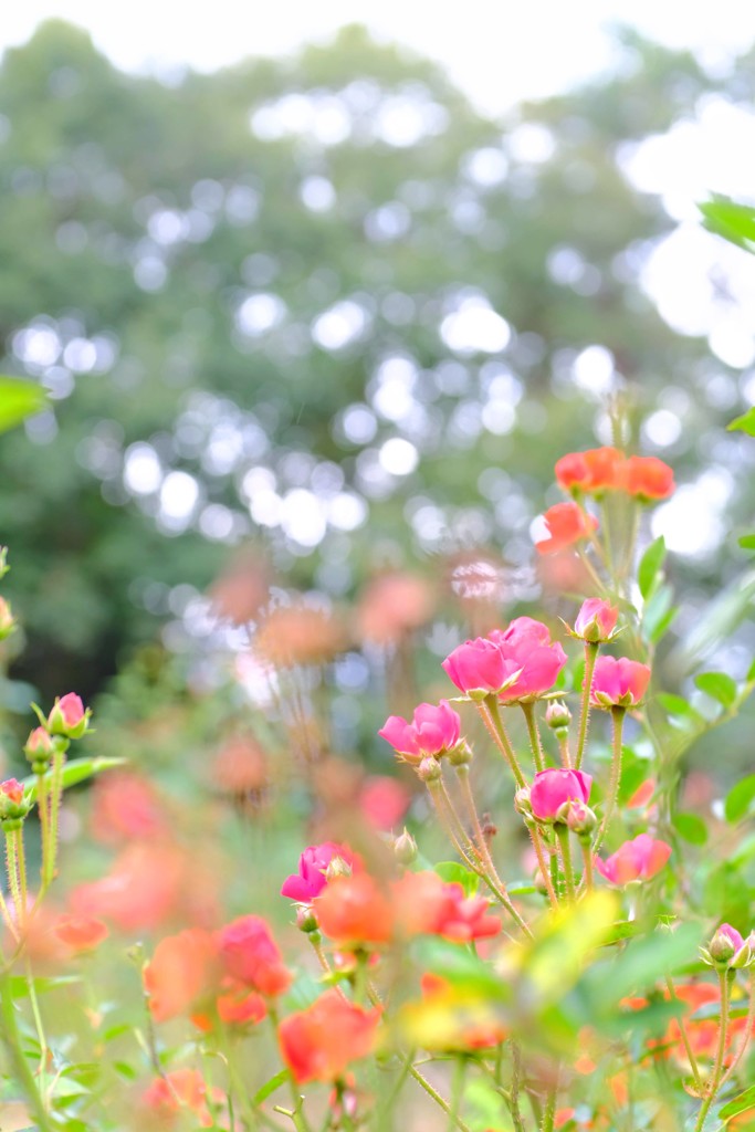 小薔薇