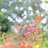 小薔薇