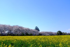 権現堂桜堤3