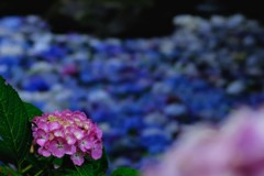 紫陽花の池2