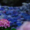 紫陽花の池2