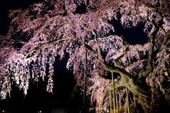 夜に浮かぶ  桜