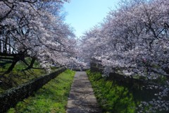 権現堂桜堤4