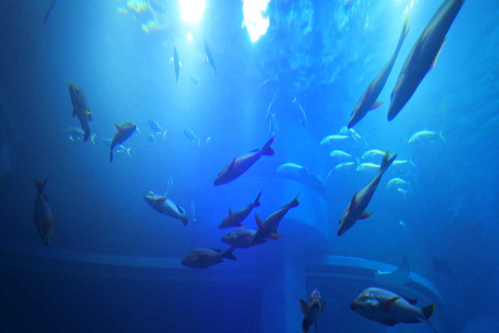海遊館