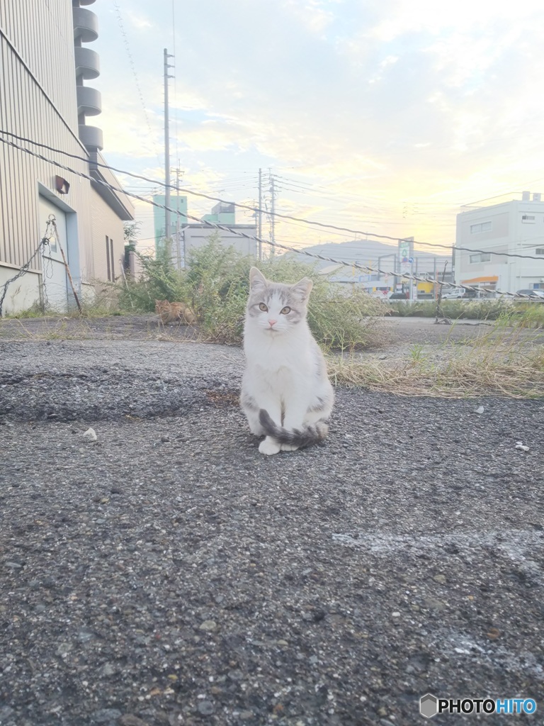 放課後の猫