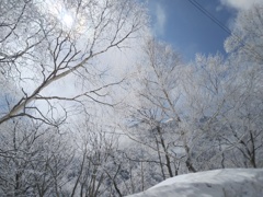 木と雪