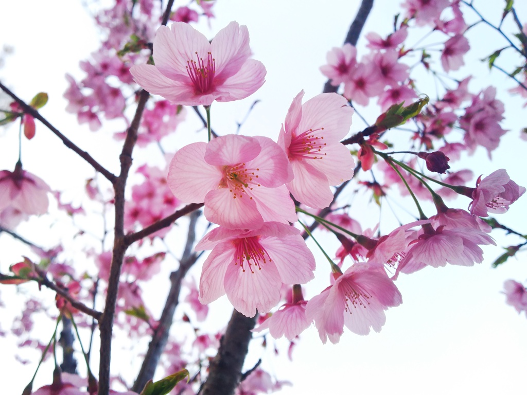 桜